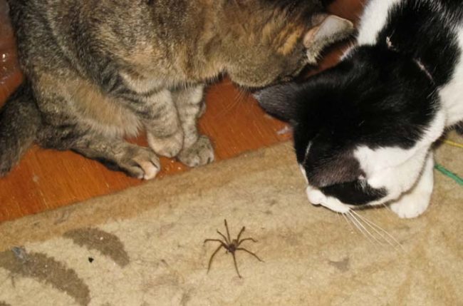 Spider bros love chillin' with house cats.