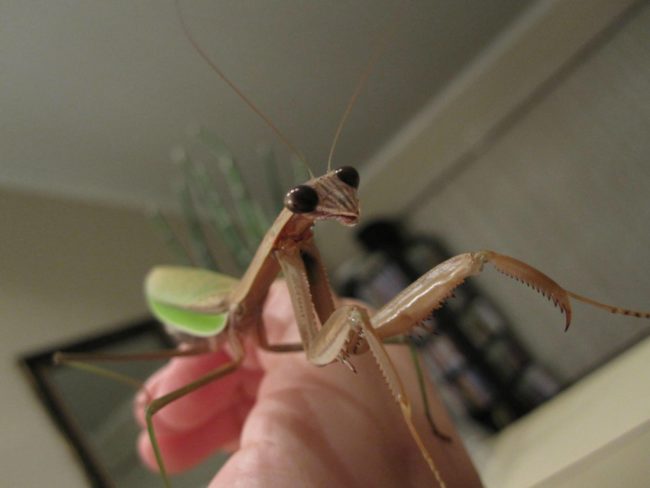 After about six months of playing with her owner, Bug laid an egg sack and died a week later, which is sad, but also part of the natural life cycle of a praying mantis. RIP, Bug!