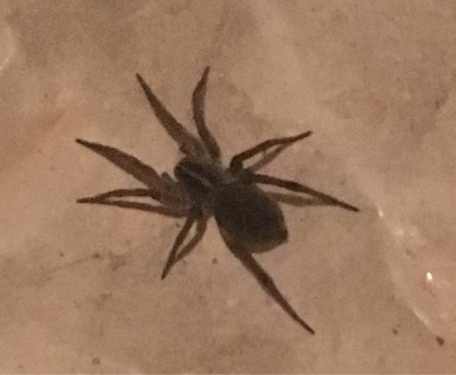 He might look scary, but this wolf spider has your back in the basement while you do laundry.