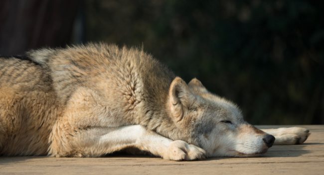 Why do animals twitch in their sleep?