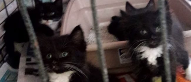 Staff members immediately pulled them out and brought them inside, where they placed them on cool towels and gave them water and formula. They say the kittens were minutes away from death.