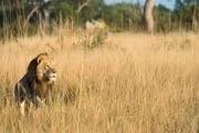 Cecil and Xanda were both research animals for Oxford University and were equipped with electronic collars to monitor their every move. That wasn't enough to save the young lion's life.