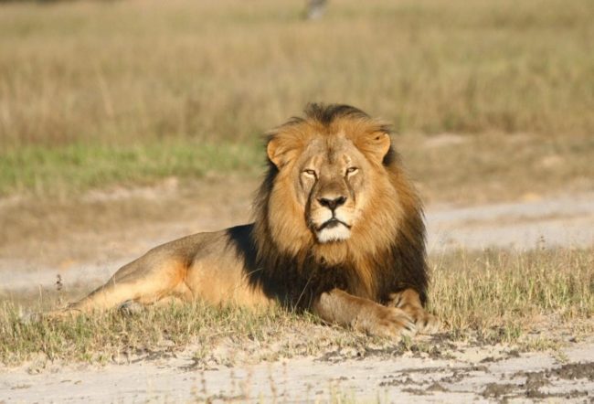 Xanda, Cecil&rsquo;s son, was killed by a hunter on July 7.