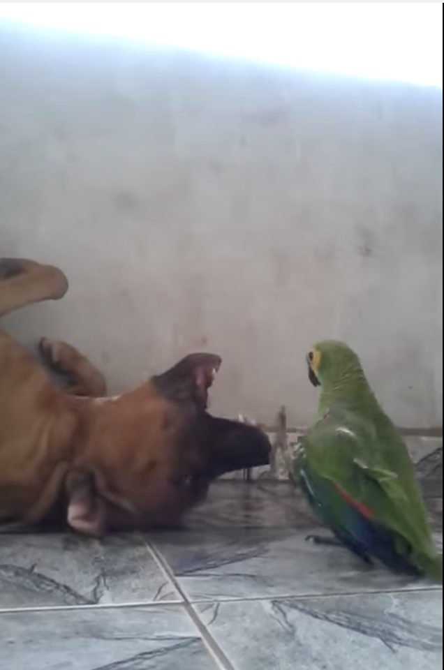 I have to give this dog a lot of credit for putting up with the parrot&rsquo;s shenanigans.