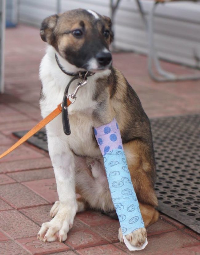 He particularly grew to love a dog named Dennis. Dennis had been found in a construction site with a leg injury that left him with a limp.