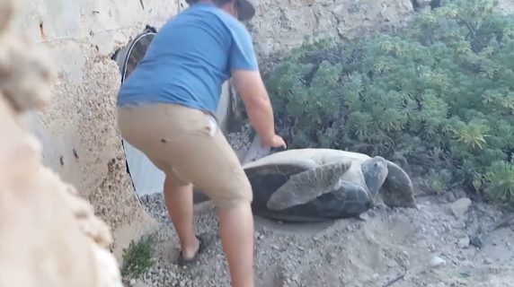 That's when the Good Samaritan approached the turtle and gave it a potentially lifesaving push.