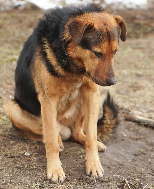 A Moscow man dropped off his dog, Luke, along the side of the road and told the pup to sit and stay. From rescuers' estimates, about a week later, the dog was still awaiting the return of his owner when a woman named Elena Knaizeva discovered him and took him to a local shelter.