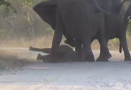 Rangers were called to help, but Haas said that there was nothing they could do. "The elephant family didn&rsquo;t want them being anywhere near the herd," Ms. Haas said. "There was little other they could do than put this young elephant out of its misery."