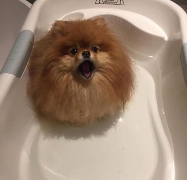 The more water you add to a Pomeranian...