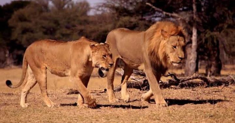 Cecil The Lion Was Shot In 2015. Another Trophy Hunter Just Killed His ...