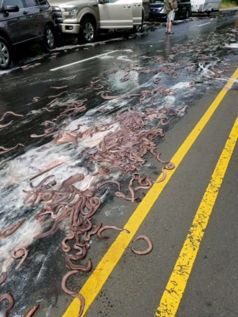 When the truck came upon some road construction, it attempted to stop but couldn't, sending one of the containers of hagfish "flying across the highway." 