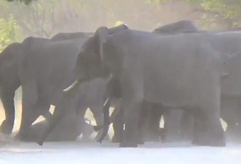 Haas began filming a herd of elephants who were surrounding a baby that had been hit by a speeding car. They tried to help it get up and to the side of the road. The baby's back and leg were broken.