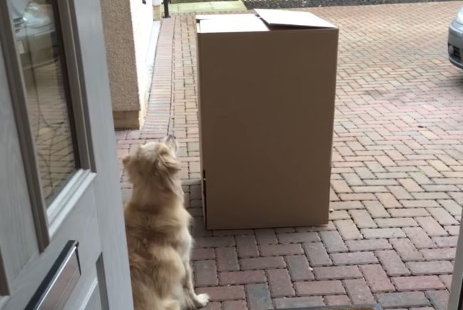 When a big box showed up at the door, Sandy didn't know what to expect.