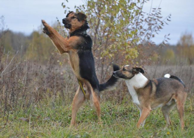 At first, Luke was apprehensive about his new home, but he quickly warmed up to the shelter and made friends with the other animals.