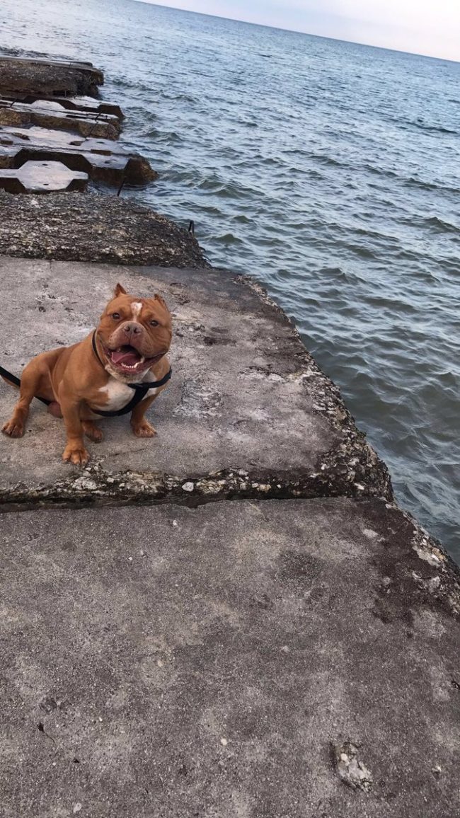 The sad-looking pup turned into a goofy, lovable boy with a happy disposition. 