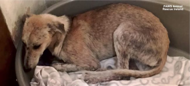 The pup suffered from mange and rescuers feared the worst for her damaged psychological state.