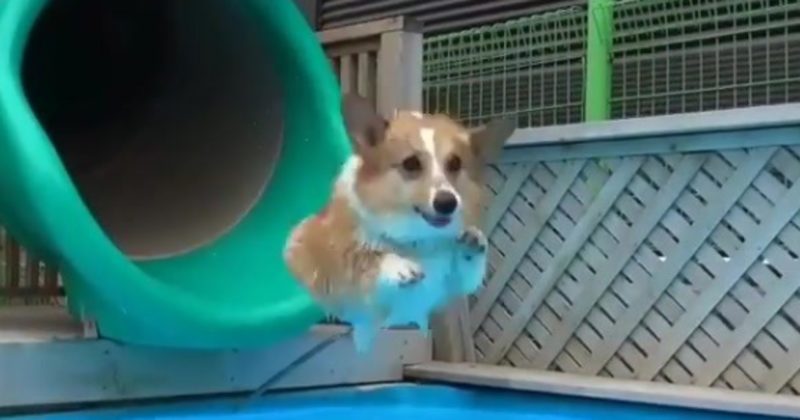 Here's Definitive Proof That Watching Corgis Swim Is A Truly Magical Experience - Buzzing Lives