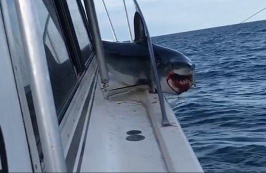 In the process, the shark managed to injure its mouth. Imagine seeing this while you're out fishing!