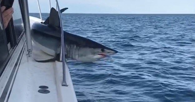 During its quest to return to sea, the shark had wedged itself between the boat&rsquo;s guard rails.