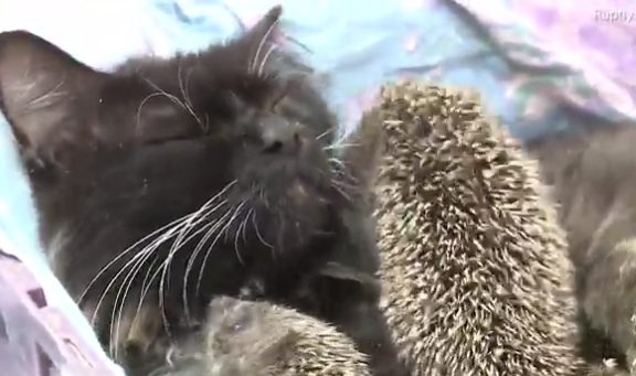 "I saw our cat Musya in the yard. I quickly grabbed her and put her by the baby hedgehogs," she said.