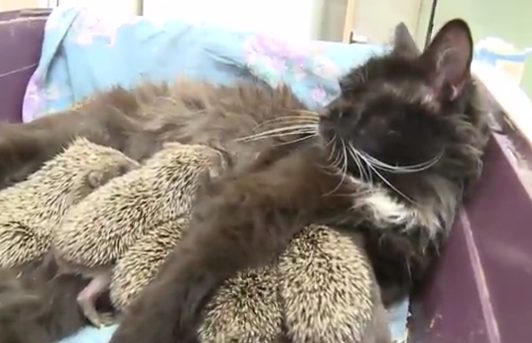 "Surprisingly, the cat also understood instantly what was expected of her. She lay down and fortunately, the hedgehogs began to nurse," Asnovina added. 